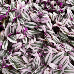 Pink Wandering Jew Tradescantia Nanouk Rare Houseplant 2 Inch Pot Indoor Plant