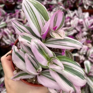 Pink Wandering Jew Tradescantia Nanouk Rare Houseplant 2 Inch Pot Indoor Plant