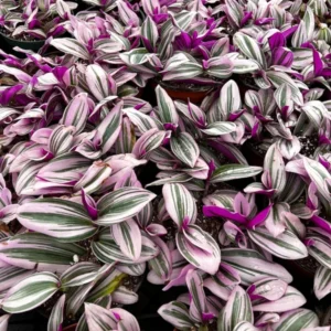 Pink Wandering Jew Tradescantia Nanouk Rare Houseplant 2 Inch Pot Indoor Plant
