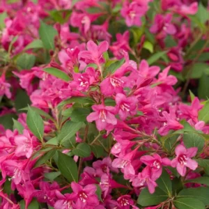 Pink Weigela Live Plant - 2 Bare-roots - Rose Pink Flowers - Deciduous Shrub - 12-18 Inch Tall