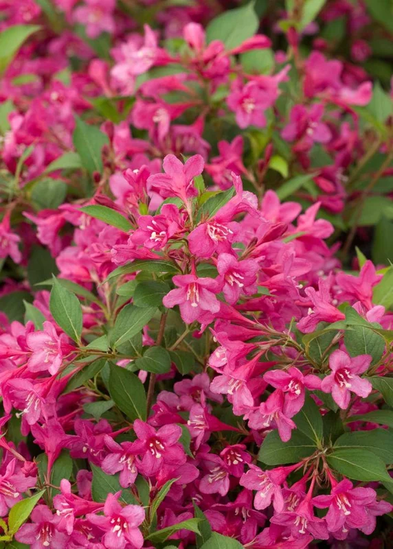 Pink Weigela Live Plant - 2 Bare-roots - Rose Pink Flowers - Deciduous Shrub - 12-18 Inch Tall