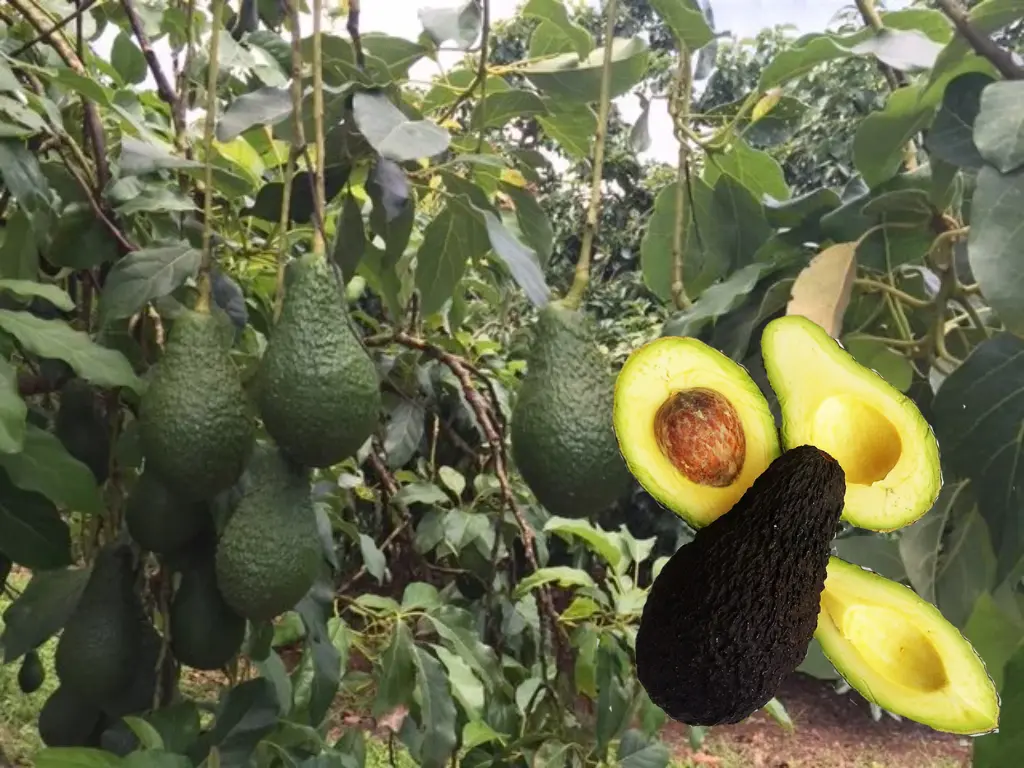 Pinkerton Avocado