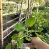 Piper Lolot Leaf Plant | Organic Asian Herb | 7-10" Roots
