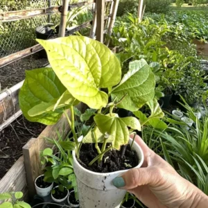 Piper Lolot Leaf Plant | Organic Asian Herb | 7-10