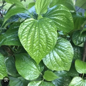 Piper Lolot Leaf Plant | Organic Asian Herb | 7-10