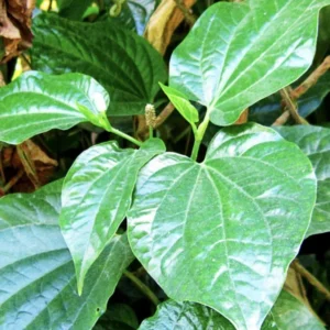 Piper Lolot Leaf Plant | Organic Asian Herb | 7-10