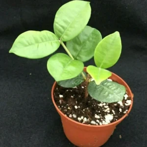 Pitangatuba Star Cherry - Eugenia selloi - Rare Exotic Fruit Plant - 3