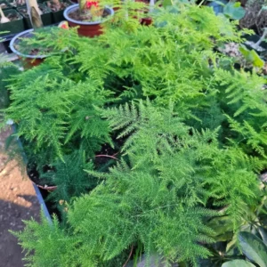 Plumosa Fern 4 Inch Pot - Asparagus Fern - Premium Indoor Houseplant - Easy Care