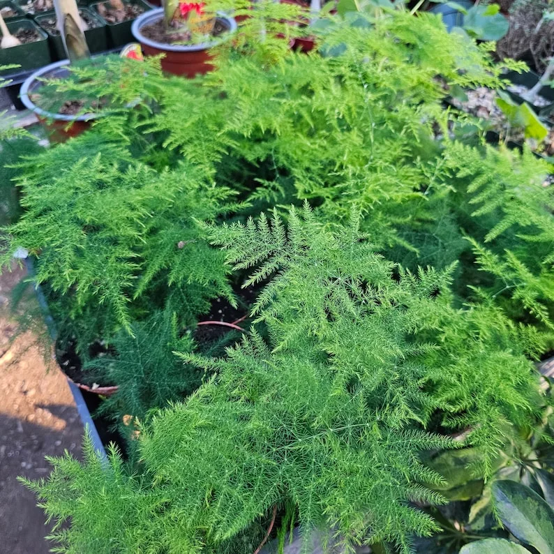 Plumosa Fern 4 Inch Pot - Asparagus Fern - Premium Indoor Houseplant - Easy Care