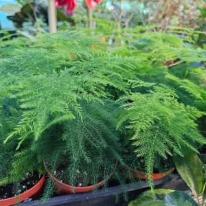 Plumosa Fern 4 Inch Pot - Asparagus Fern - Premium Indoor Houseplant - Easy Care