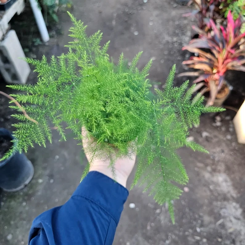 Plumosa Fern 4 Inch Pot - Asparagus Fern - Premium Indoor Houseplant - Easy Care