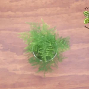 Plumosa Fern Plant - 3 Inch Potted Fern - Indoor/Outdoor