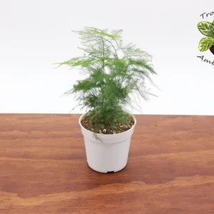 Plumosa Fern Plant - 3 Inch Potted Fern - Indoor/Outdoor