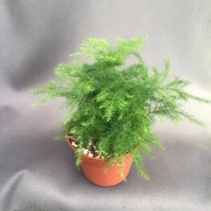 Plumosus Fern - Asparagus Fern - Rooted 3