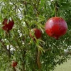 Pomegranate 'Wonderful' Live Plant 6.5" Edible Fruit Tree - Punica Granatum