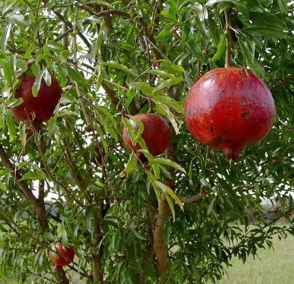 Pomegranate 'Wonderful' Live Plant 6.5" Edible Fruit Tree - Punica Granatum