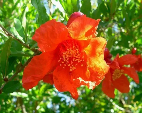 Pomegranate 'Wonderful' Live Plant 6.5" Edible Fruit Tree - Punica Granatum