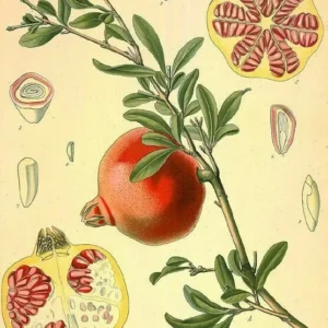 Pomegranate 'Wonderful' Live Plant 6.5