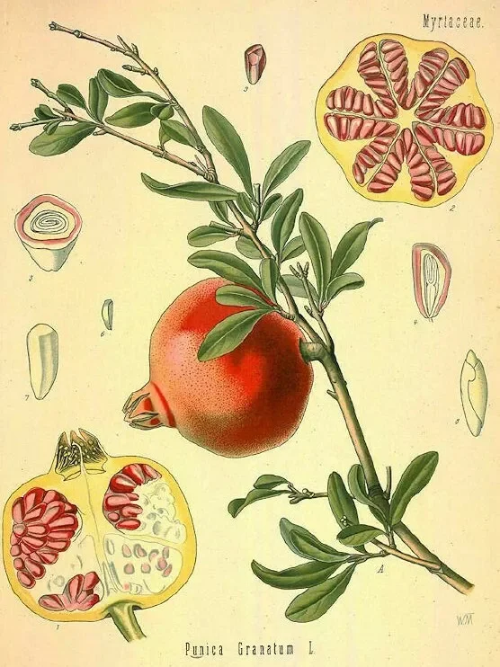 Pomegranate 'Wonderful' Live Plant 6.5" Edible Fruit Tree - Punica Granatum