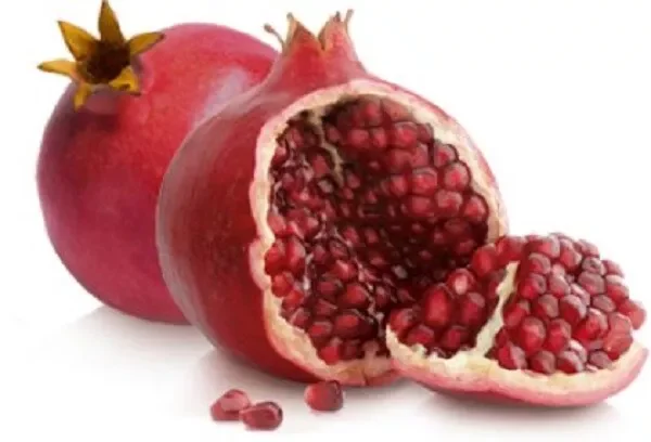 Pomegranate 'Wonderful' Live Plant 6.5" Edible Fruit Tree - Punica Granatum
