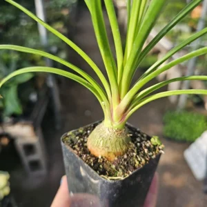 Pony Tail Palm - Beaucarnea Recurvata - 2in Pot - Low Maintenance Plant