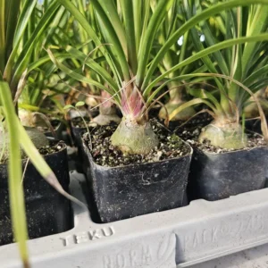 Pony Tail Palm - Beaucarnea Recurvata - 2in Pot - Low Maintenance Plant