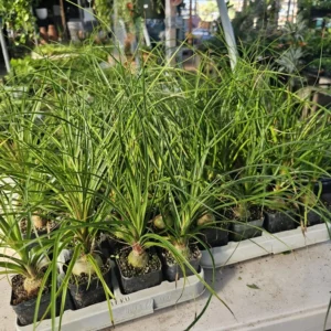 Pony Tail Palm - Beaucarnea Recurvata - 2in Pot - Low Maintenance Plant
