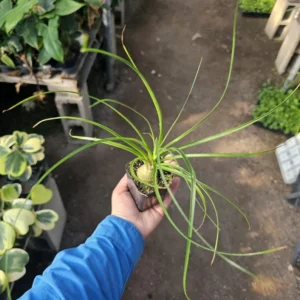 Pony Tail Palm - Beaucarnea Recurvata - 2in Pot - Low Maintenance Plant