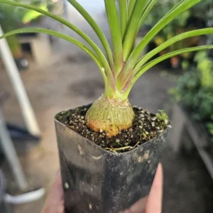 Pony Tail Palm - Beaucarnea Recurvata - 2in Pot - Low Maintenance Plant