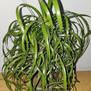 Ponytail Palm Live Plant - 12 Inches Tall - 6 Inches Nursery Pot