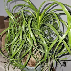Ponytail Palm Live Plant - 12 Inches Tall - 6 Inches Nursery Pot