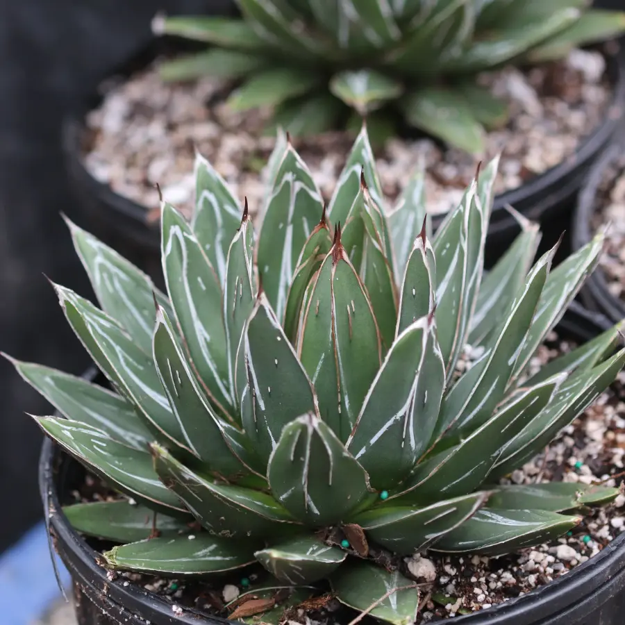 Porcupine Agave (A. Victoria-reginae) Plant Plug - 1-2in Ornamental Succulent