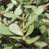 Portulaca Sativa Omega 3 Leafy Plant with Live Roots - Potted Plant