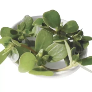 Portulaca Sativa Omega 3 Leafy Plant with Live Roots - Potted Plant