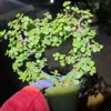 Portulacaria Afra Heart Shape - Jade Elephant Bush Live Plant 4" Pot