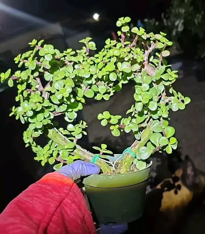 Portulacaria Afra Heart Shape - Jade Elephant Bush Live Plant 4" Pot