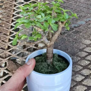 Portulacaria Afra Jade Elephant Bush Starter Bonsai Live Plant 4” Pot