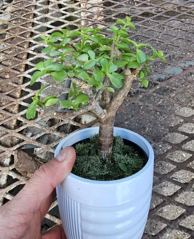 Portulacaria Afra Jade Elephant Bush Starter Bonsai Live Plant 4” Pot