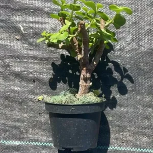 Portulacaria Afra Jade Elephant Bush Starter Bonsai Live Plant 4” Pot