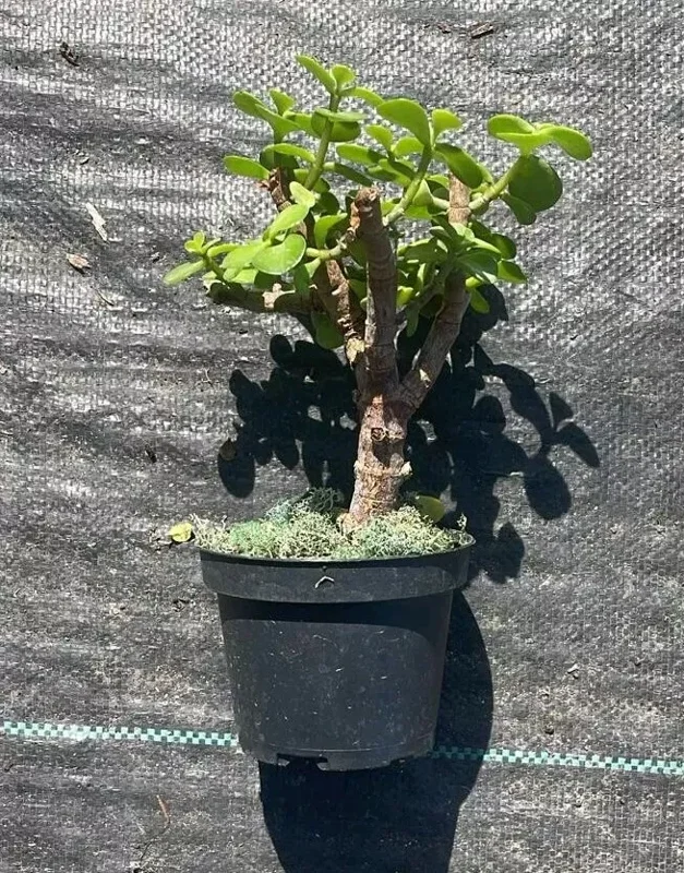 Portulacaria Afra Jade Elephant Bush Starter Bonsai Live Plant 4” Pot