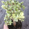 Portulacaria Afra Variegata Bonsai - Live Succulent Plant - 4" Pot
