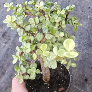Portulacaria Afra Variegata Bonsai - Live Succulent Plant - 4" Pot