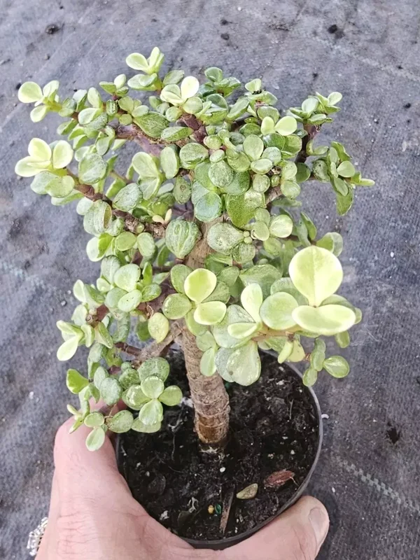 Portulacaria Afra Variegata Bonsai - Live Succulent Plant - 4" Pot