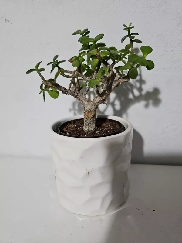 Portulacaria Afra Variegata Bonsai - Live Succulent Plant - 4" Pot