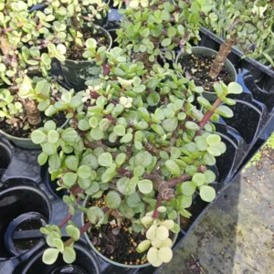 Portulacaria Afra Variegata Bonsai - Live Succulent Plant - 4