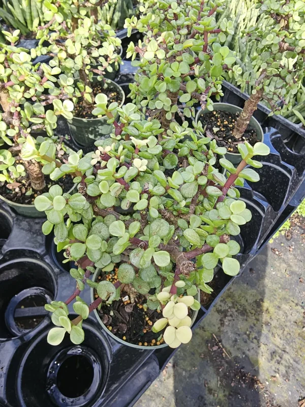 Portulacaria Afra Variegata Bonsai - Live Succulent Plant - 4" Pot