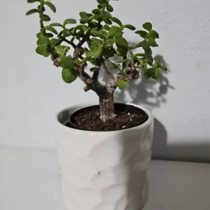Portulacaria Afra Variegata Bonsai - Live Succulent Plant - 4