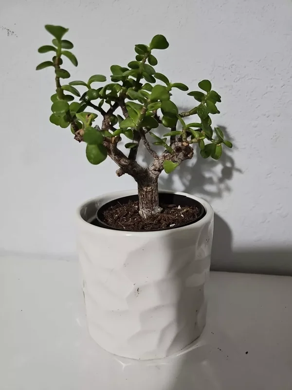 Portulacaria Afra Variegata Bonsai - Live Succulent Plant - 4" Pot