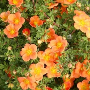 Potentilla Fruticosa 'Orangeade' - Shrubby Cinquefoil - Starter Plant 6-8 Inch