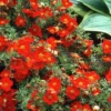 Potentilla Fruticosa 'Red Joker' - Shrubby Cinquefoil - Starter Plant - 5-7 Inch - Hardy